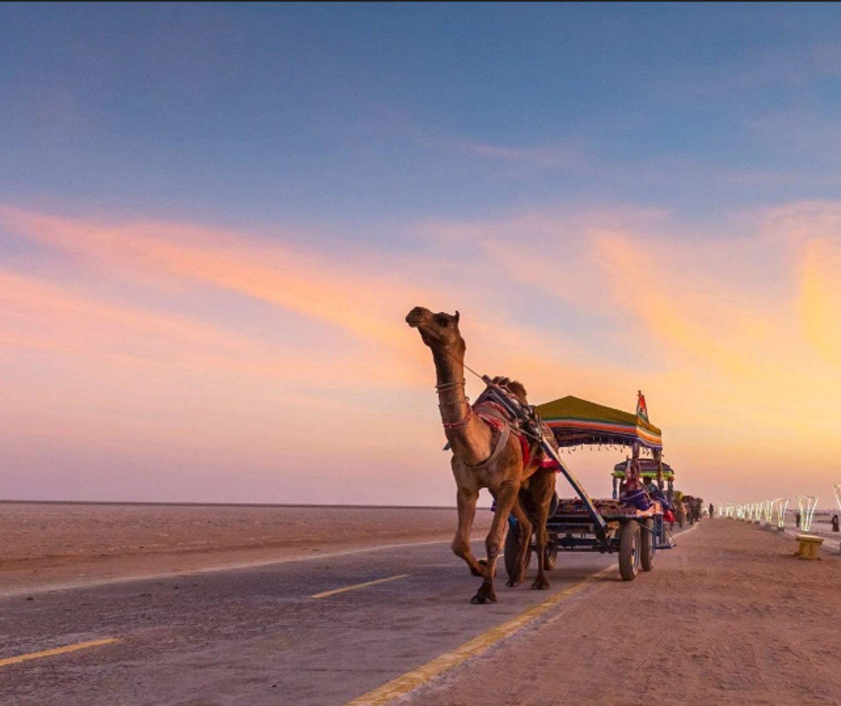 Camel of Kutch