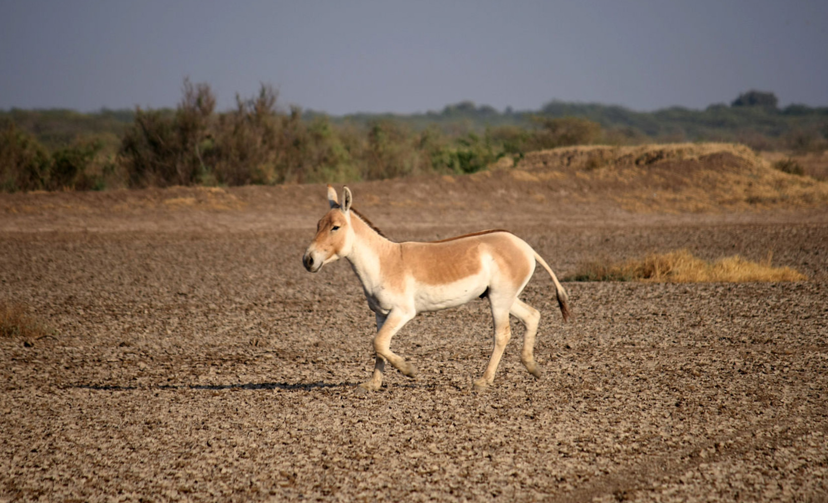 Little Rann of Kutch