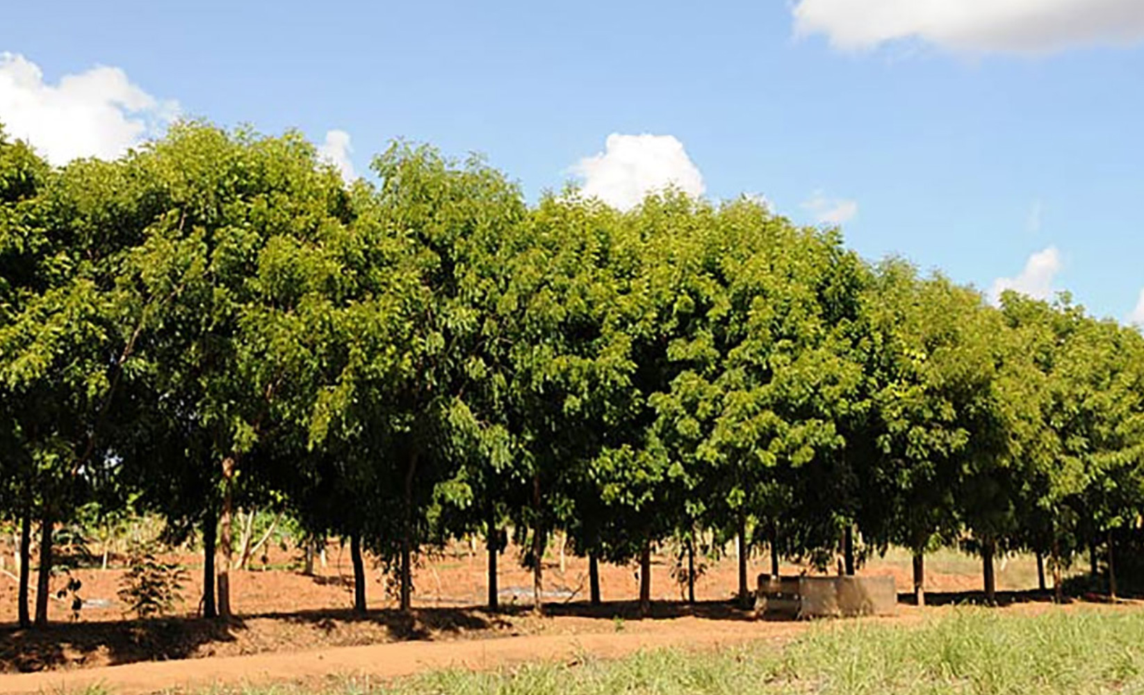 Neem Tree Farm